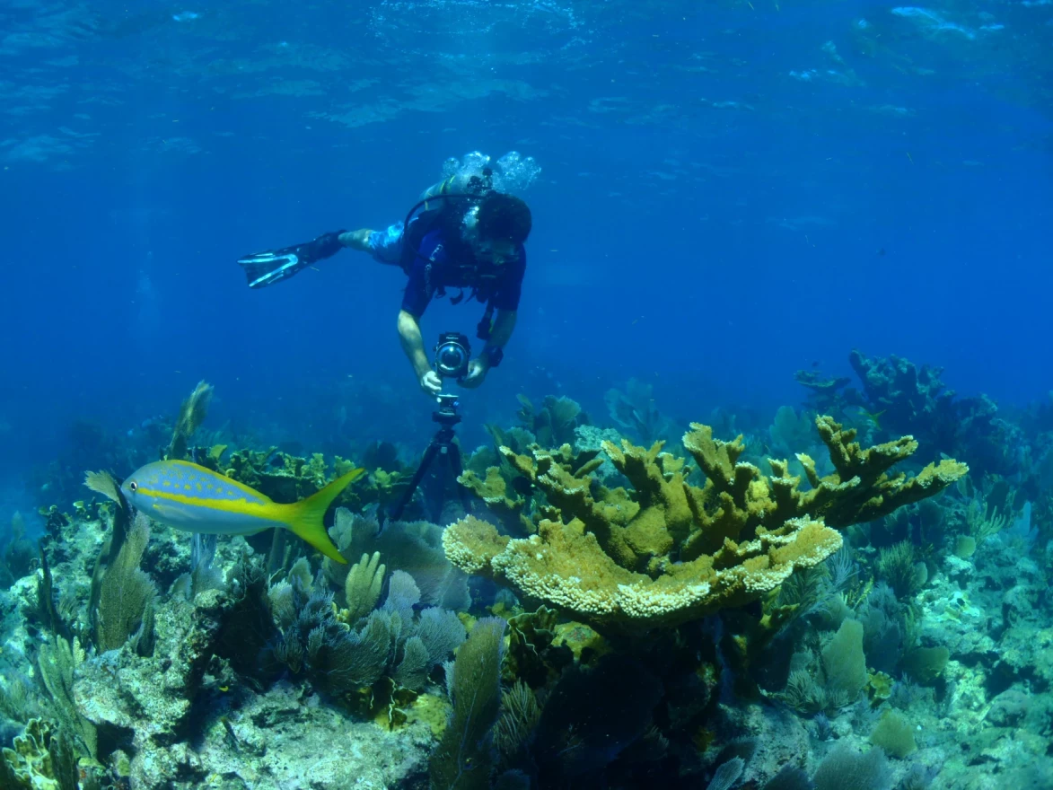  A NOAA diver in 2014 photographs a reef inside the Florida Keys National Marine Sanctuary. New rules would help the reef recover from impacts like the stony coral disease that has since spread across the sanctuary.